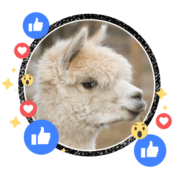 Strathclyde Student Survey 2019 Alpaca